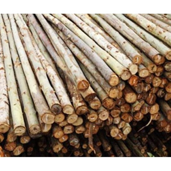 ไม้ยูคา - ไม้ไผ่ นิมิตใหม่ สุนทรวาณิชย์ - ร้านขายไม้ยูคา นิมิตใหม่